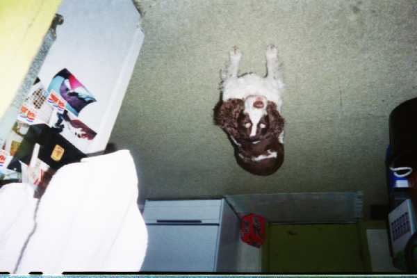 Upside down moose on the loose