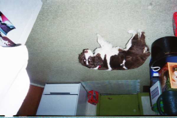 upside down Berrymore & her 'my paw hurts' routine