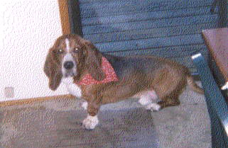AUGGIE ALLIN