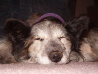 Callie enjoying her mid-day naps!