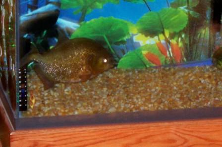Close up of Meathead- John's baby
