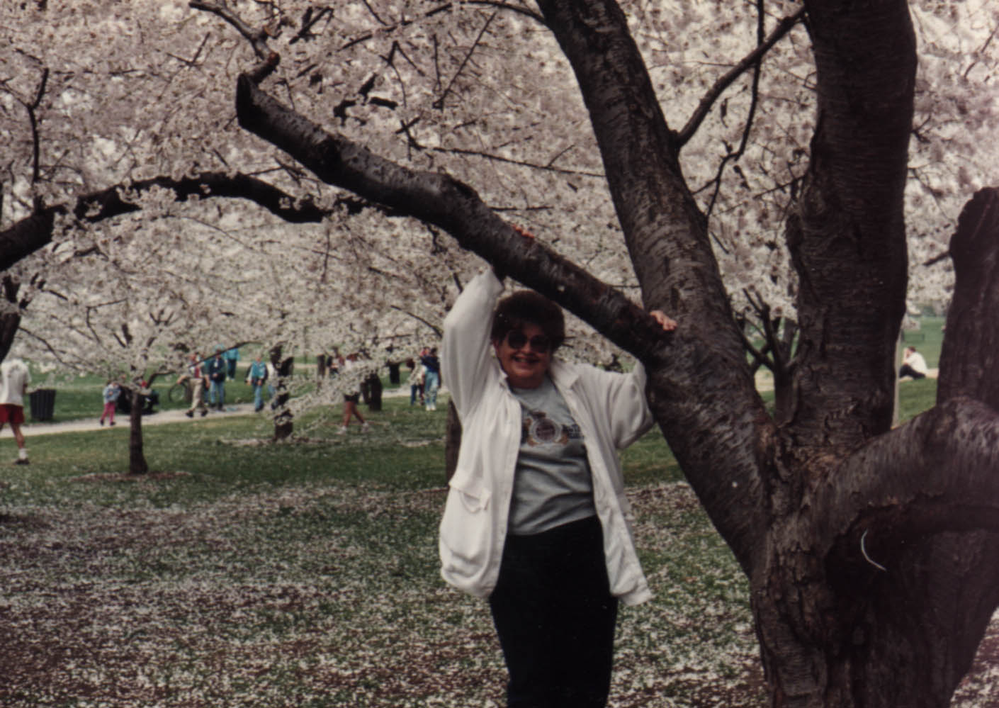 Cherry Blossoms in Washington DC