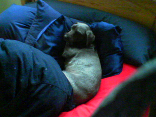 Pam's favorite four legged friend, Vinta