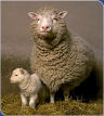 This is Dolly with little lamb