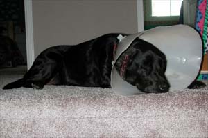 After her ear surgery. Poor dog.