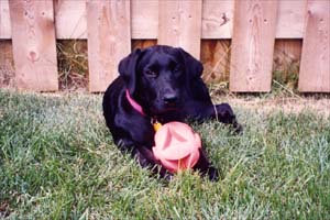 As a young dog. She loved to play in our backyard.