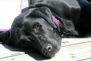 Lying in the sun was the best!