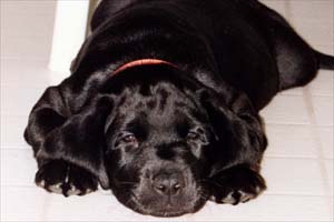 Kahlua as a puppy