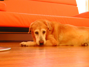 "my big orange dog" in orange