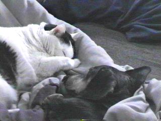 Oscar and Pippin