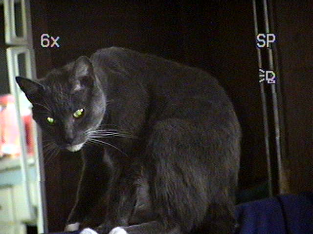 Bootsie's best friend ... Shelby