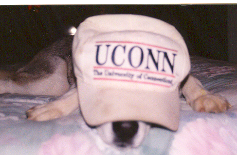 Kiska as the new UCONN basketball mascot
