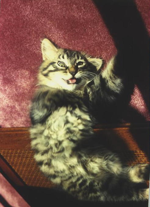Tigger as a Kitten.jpg